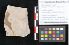 Foto (Objekt + Etikett) von Sclerotium minntissimum Ettingshausen (NHMW-GEO-2024-0188-6707)
